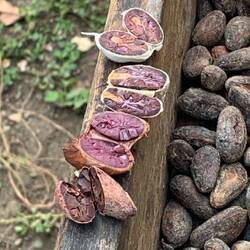 You can see the progression of the look of the beans as they dry and become closer to chocolate
