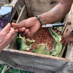 Fermentation process of the beans which were very warm