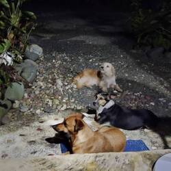 Diese 3 waren immer zur Stelle, um Leckereien abzugreifen