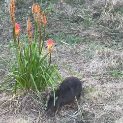 Tasmanian Pademelon in our yard — Hobart, TAS.
