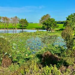 Riisfäuder am Wasser