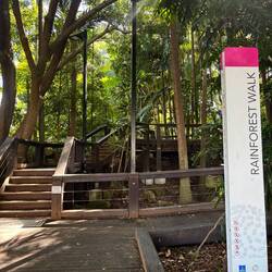 Rainforest walk