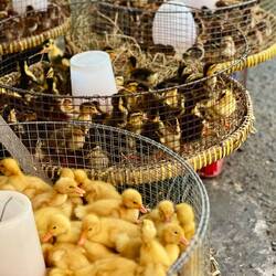 Bibili und Äntlenini (wie seit me dene i chli?) z'verchoufe