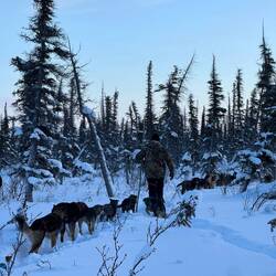 Spazierengehen mit 20 Hunden