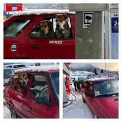An der Tankstelle in Åre🐕🦮