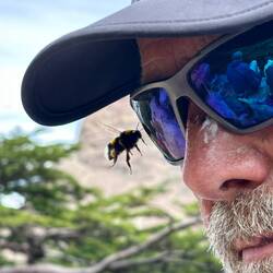 Eine Hummel vor Papas Brille