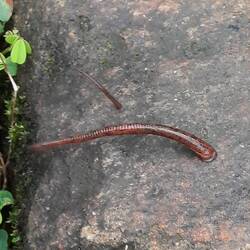 Sieht aus wie das "Alien'