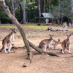Back to see the kangaroos — Unzoo ... Taranna, TAS.