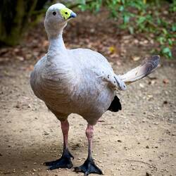 Cape Barren Goose ... the feather sticking out is known as a "fairy wing" — Unzoo ... Taranna, TAS.