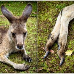 My what long nails you have! — Unzoo ... Taranna, TAS.