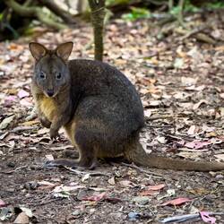 Pademelon — Unzoo ... Taranna, TAS.