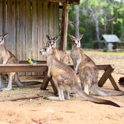 Roos partaking of the feed left for the geese — Unzoo ... Taranna, TAS.