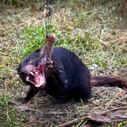 Just look at those teeth ... Tasmanian Devil — Unzoo ... Taranna, TAS.