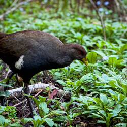 Tasmanian Native Hen — Unzoo ... Taranna, TAS.