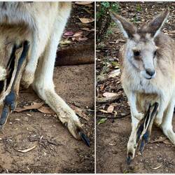 Roo with a joey hanging out ... literally — Unzoo ... Taranna, TAS.