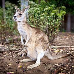 Check out the youngster in the pouch.