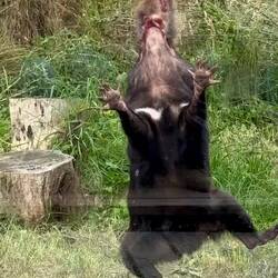 Demonstrating the strength of the jaws of a Tas Devil ... just won't let go of it's food! '