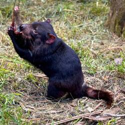 Tasmanian Devil chewing through bone, sinew, meat, and skin — Unzoo ... Taranna, TAS.