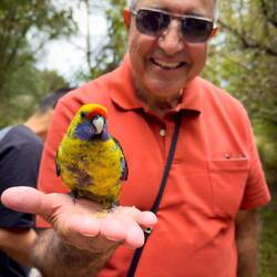 Green Rosella getting a hand out ... literally — Unzoo ... Taranna, TAS.