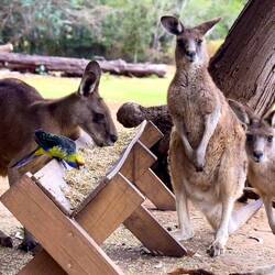 Roos sharing dinner with a Green Rosella— Unzoo ... Taranna, TAS.