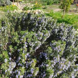 Rosemary