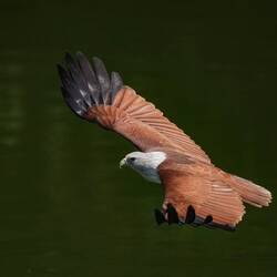Brahminenweih heißt der schöne Vogel...