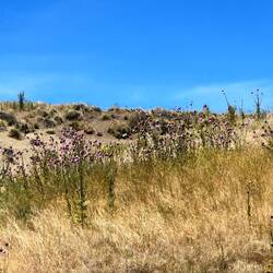 Wo die Strasse gebait wurde, hat sich andere Flora angesiedelt