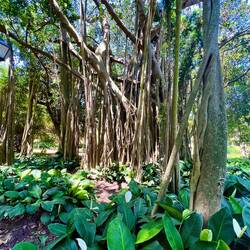 Bäume aus der ganzen Welt