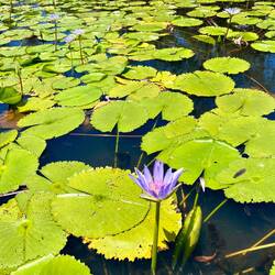 blaue Wasserlilien