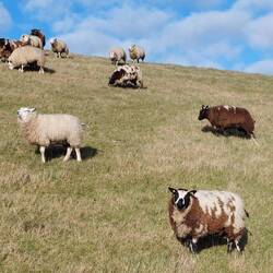Hunderte von Deichschafen!