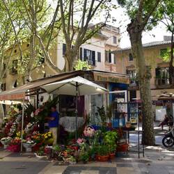 Und auch in Palma gibt es eine "Rambla" - fast wie die berühmte große Schwester in Barcelona