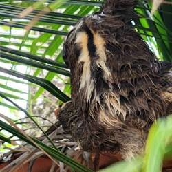 Slowly climbing away from people o to a roof of a hut