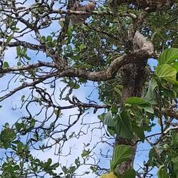 This was the most active we had seen a sloth so far, eating leaves