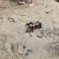 Later in the day,vyhia was the sloth that was trying to get back into a tree