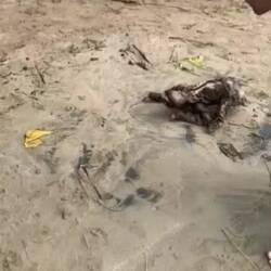 Poor young sloth, trying to get back to a tree