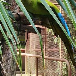 He is peeking. He was playing a game and kept dropping his bowl and the volunteer would pick it up!