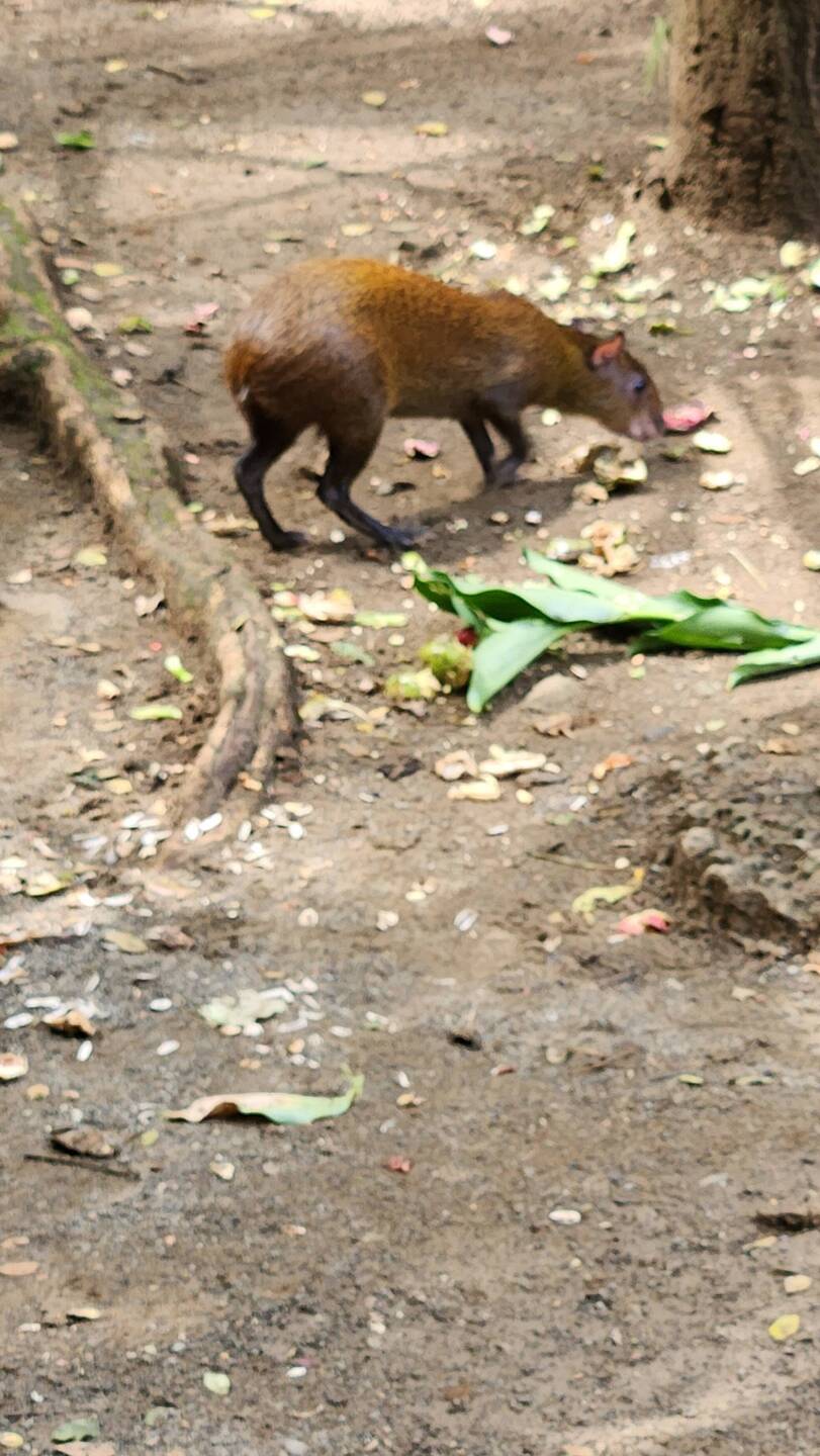 An Agouti rodent. They can jump up to 2 meters