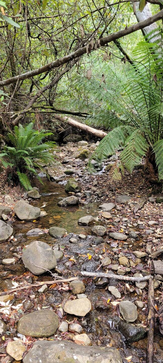 Pristine platypus habitat