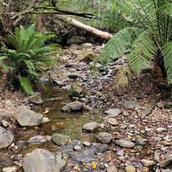 Pristine platypus habitat