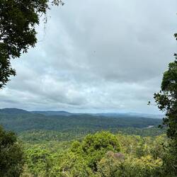 The Queensland rainforest is a UNESCO heritage site