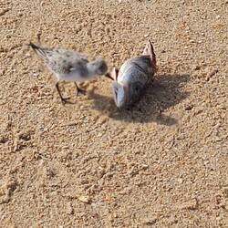 Ob der den Fisch selbst gefangen hat ? Eher nicht oder?