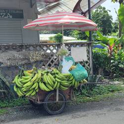 Puerto Viejo area grows a lot of bananas.