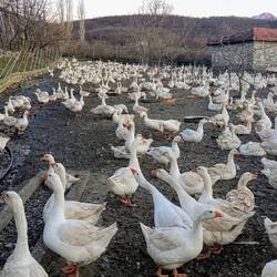 Die, die Weihnachten noch überlebt haben😂