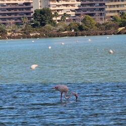 Les cousins de Jamón!!