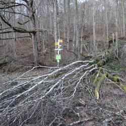 Umgestürtzte Bäume erfordern alternative Wege durchs "Unterholz"