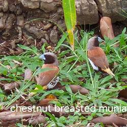 Chestnut breasted munias