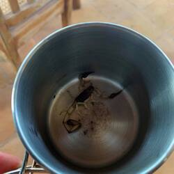 Ein ungebetener Gast 😅 wollte gerne mit uns mitreisen...