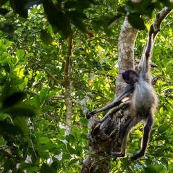 Spider Monkey hanging out