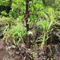 The orchids grow in amongst the old lava rock and vegetation