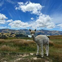 Zu süss für diese Welt
